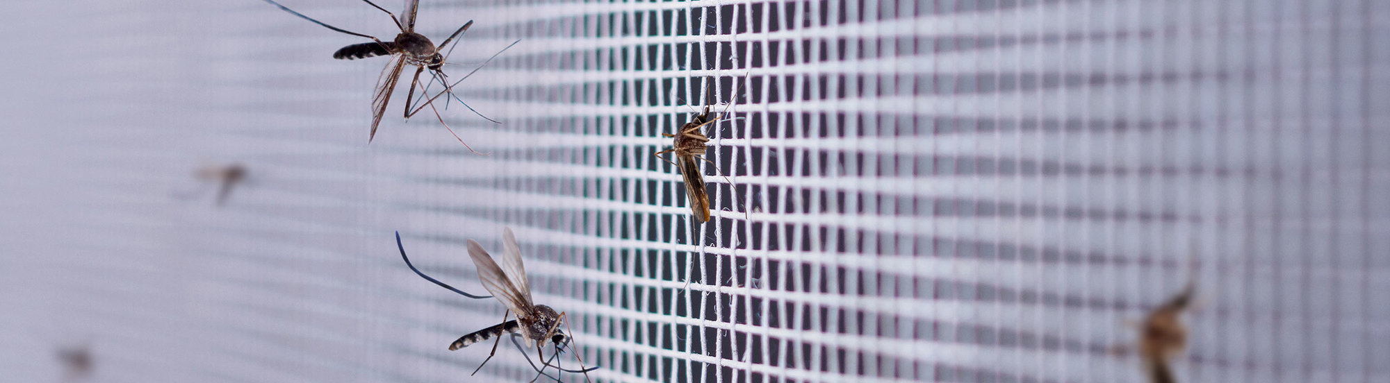 Wir bieten Ihnen verschieden Optionen für den Schutz vor Insekten, wie Pendeltüren, Insektenschutzrollos und -Plissees, Schiebetüren und viele mehr. 